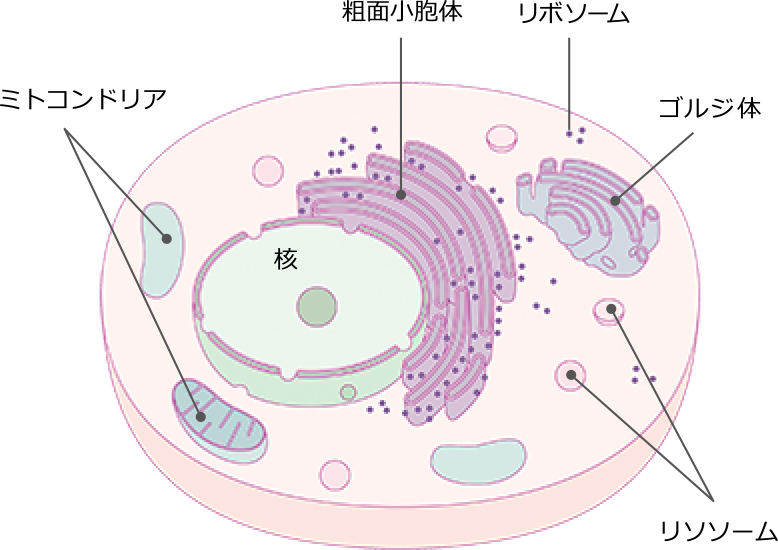 ヒトの細胞